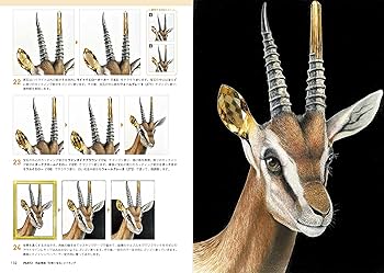 安部祐一朗の色鉛筆画「生物×宝石」の描き方 | 安部 祐一朗 |本